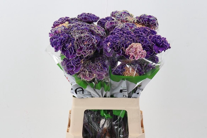 <h4>Di St Tinted PurplePower</h4>