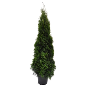 Thuja occ. Smaragd, plantmaat 140-160 cm - Rondgestoken -