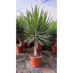 YUCCA  PUCK