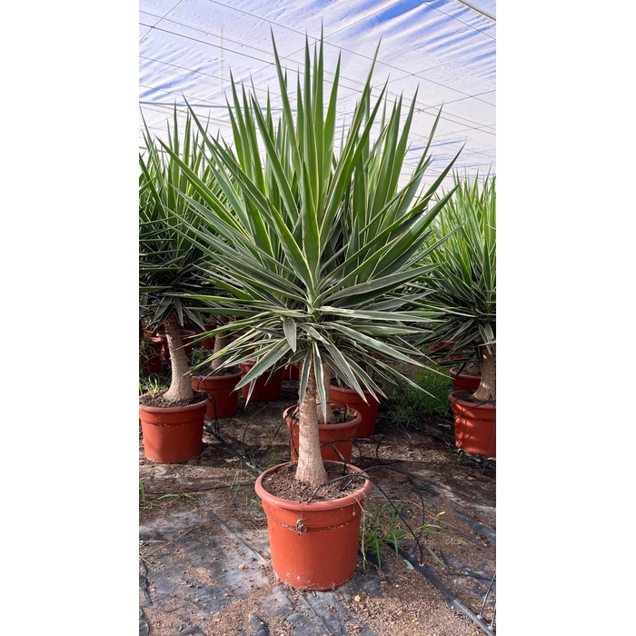 <h4>YUCCA  PUCK</h4>