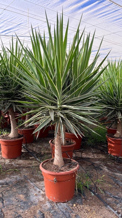 YUCCA  PUCK
