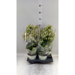 Kalanchoe  'Magic Bell'