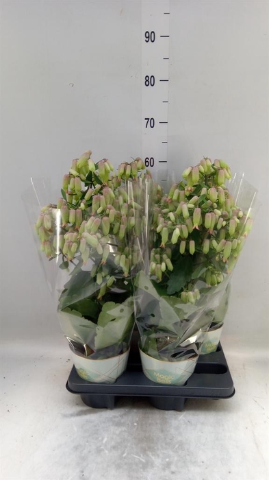 <h4>Kalanchoe  'Magic Bell'</h4>
