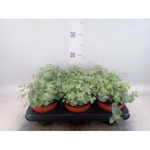 Sedum sieboldii