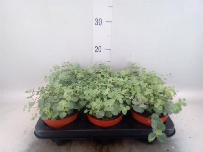 <h4>Sedum sieboldii</h4>