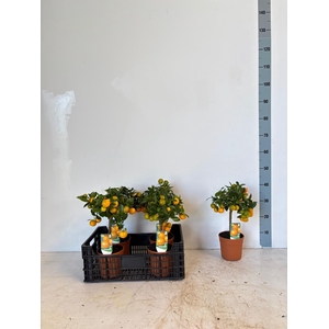 CITR MICROCARPA