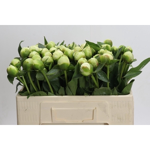 Paeonia Lact. Bridal  Shower