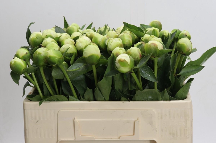 Paeonia Bridal Shower