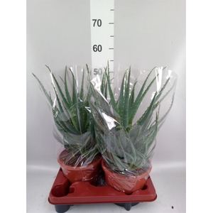 Aloe arborescens