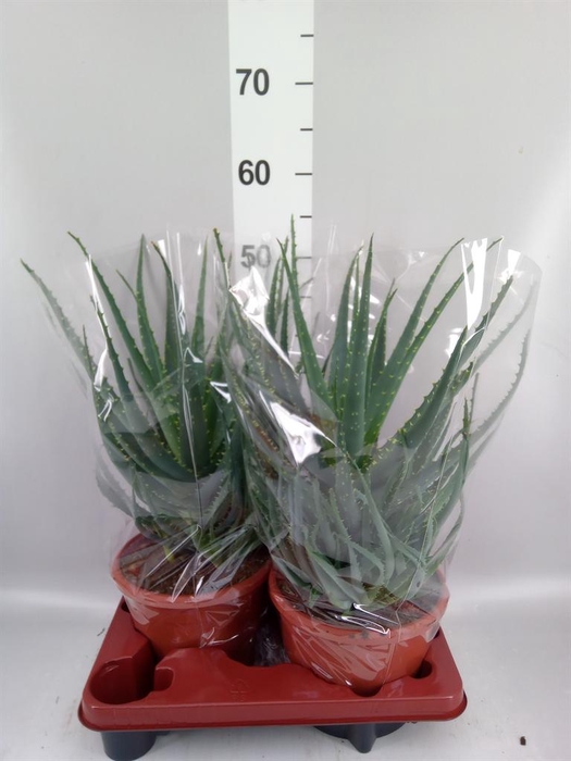 <h4>Aloe arborescens</h4>