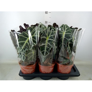 Alocasia amazonica 'Polly'