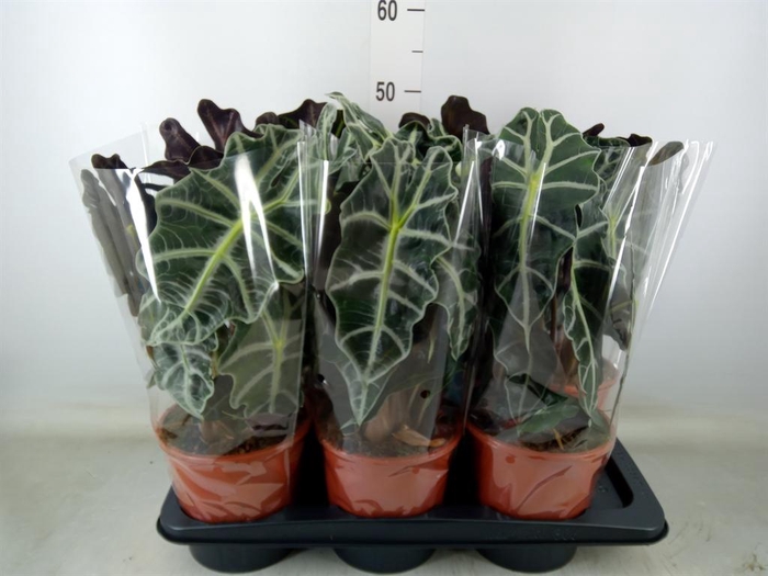 <h4>Alocasia amazonica 'Polly'</h4>