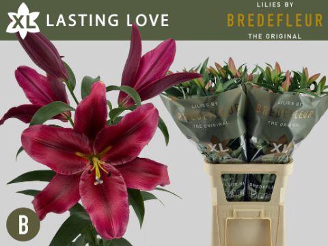 <h4>LI OT LASTING LOVE 4+</h4>
