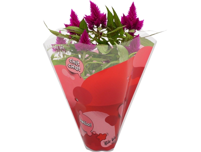 <h4>CEL DEEP PURPLE</h4>