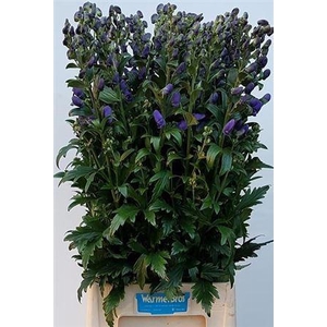 Aconitum Car Arendsii