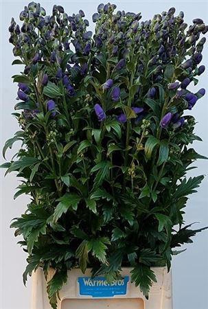 <h4>Aconitum Car Arendsii</h4>