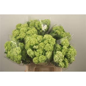 Viburnum Roseum St X60