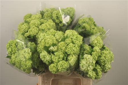 <h4>Viburnum Roseum St X60</h4>