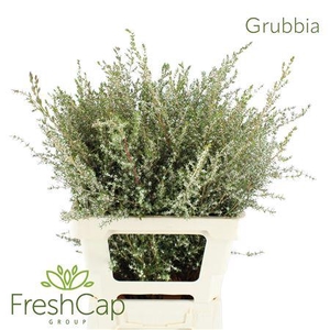 Grubbia Orange