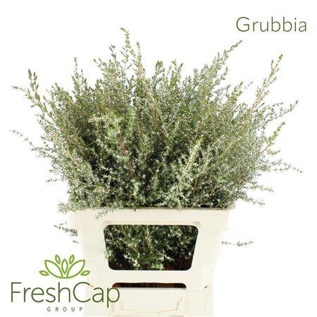 <h4>Grubbia Orange</h4>