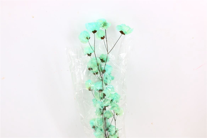 Dried Bougainvillea 55cm Turquoise Bunch