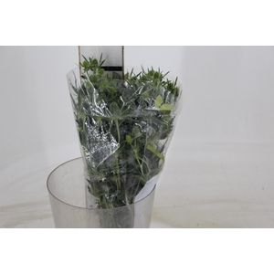 ERYNGIUM 050 CM