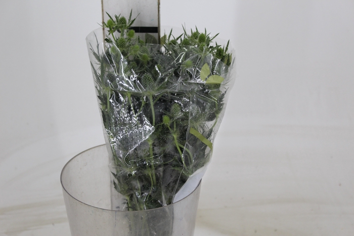 <h4>ERYNGIUM 050 CM</h4>