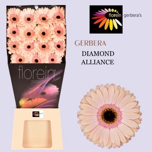 Gerbera Alliance Diamond