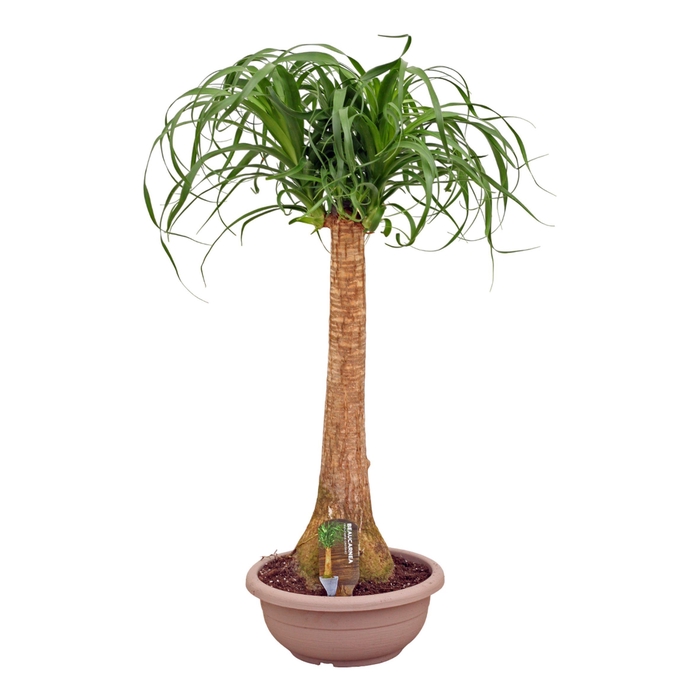 <h4>Beaucarnea recht compact 30 cm</h4>