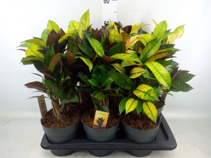 <h4>Codiaeum var. KL 'Mrs Iceton'</h4>