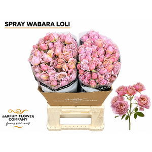 Rosa Spray a Wabara Ioli