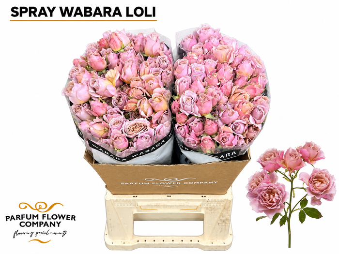 <h4>Rosa Spray a Wabara Ioli</h4>