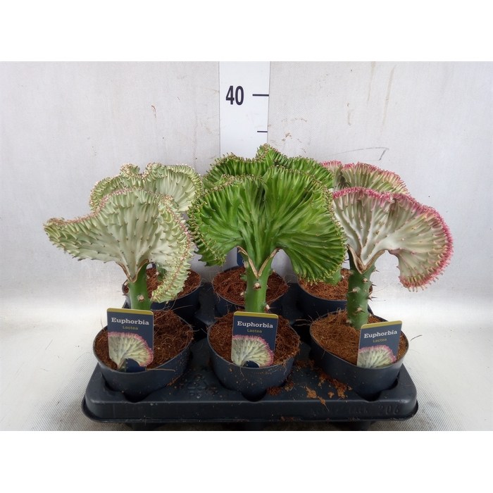 <h4>Euphorbia lactea 'Cristata'</h4>