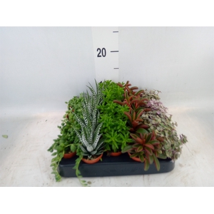 Planten  ..mix