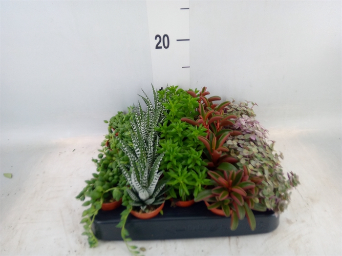 <h4>Planten  ..mix</h4>