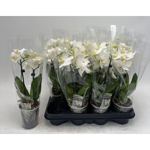 !! PROMO !! PHAL WHITE 2 TAK P9