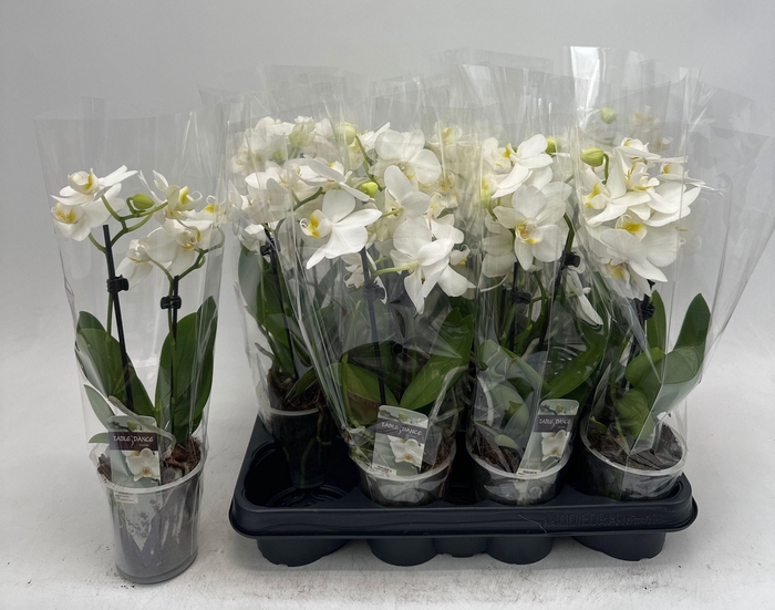 <h4>!! PROMO !! PHAL WHITE 2 TAK P9</h4>