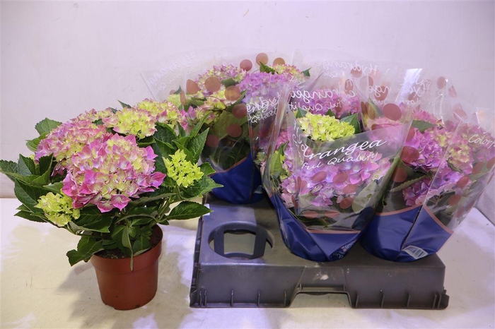 <h4>arr8 Hydr M Hi Meadow</h4>
