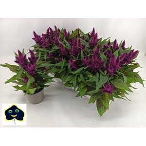 CEL INTENZ DARK PURP