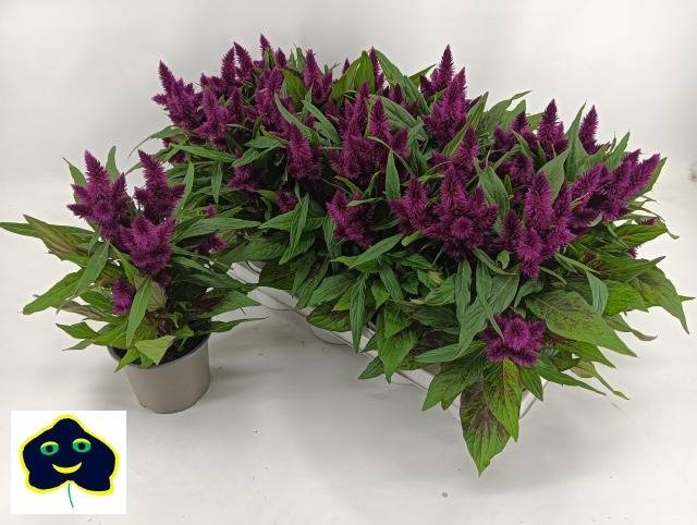 <h4>CEL INTENZ DARK PURP</h4>