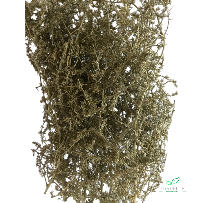 ASPARAGUS WILD GOLD 250GR