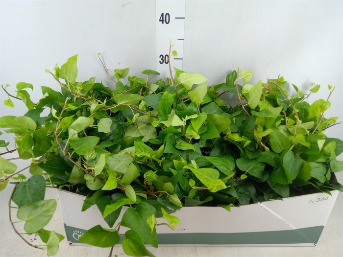 <h4>Hedera helix 'Mein Herz'</h4>