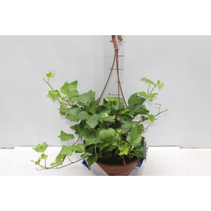 HEDERA VARIADO C21 PENDENTE