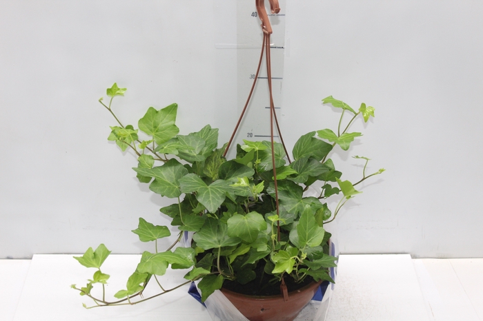 HEDERA VARIADO C21 PENDENTE
