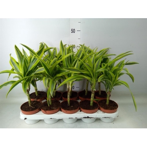 Dracaena fr de 'LemonLime'