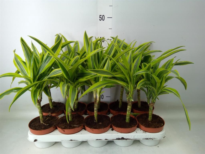 <h4>Dracaena fr de 'LemonLime'</h4>