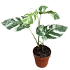 Monstera Variegata