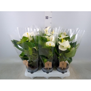 Anthurium andr. 'Cocos'