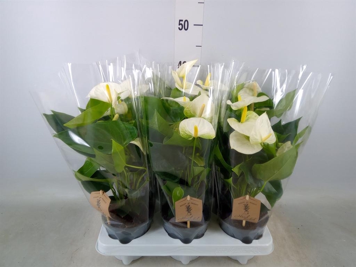 <h4>Anthurium andr. 'Cocos'</h4>