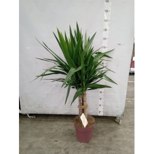 Yucca elephantipes   ...